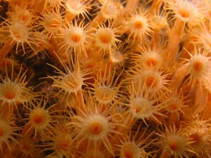 Distesa di Margherite di mare su Tegnùe di Chioggia