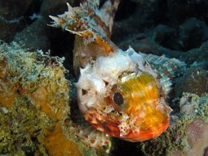 Scorfano sulle Tegnùe di Chioggia