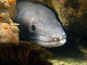 Conger conger (o grongo), tipico abitante delle Tegnùe di Chioggia