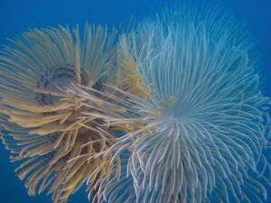 Spirografi sulle Tegnùe di Chioggia