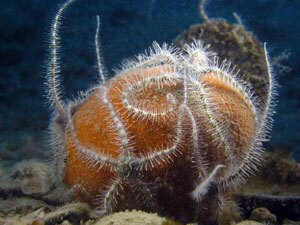 Ofiure su spugne sulle Tegnùe di Chioggia