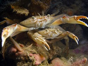 Granchio - tipica presenza sulle Tegnùe di Chioggia