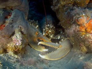 Astice, tipico abitante delle Tegnùe di Chioggia