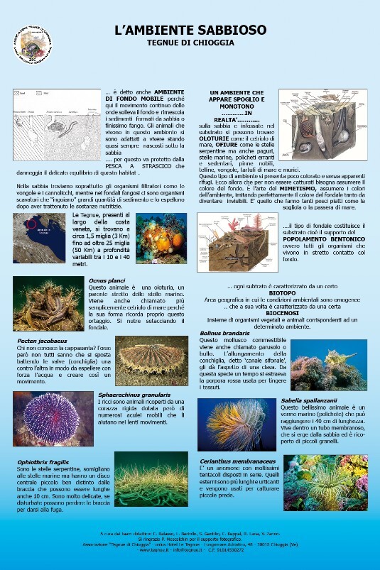 Poster de "L'ambiente sabbioso" sulle Tegnùe di Chioggia